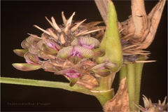 Flemingia stricta